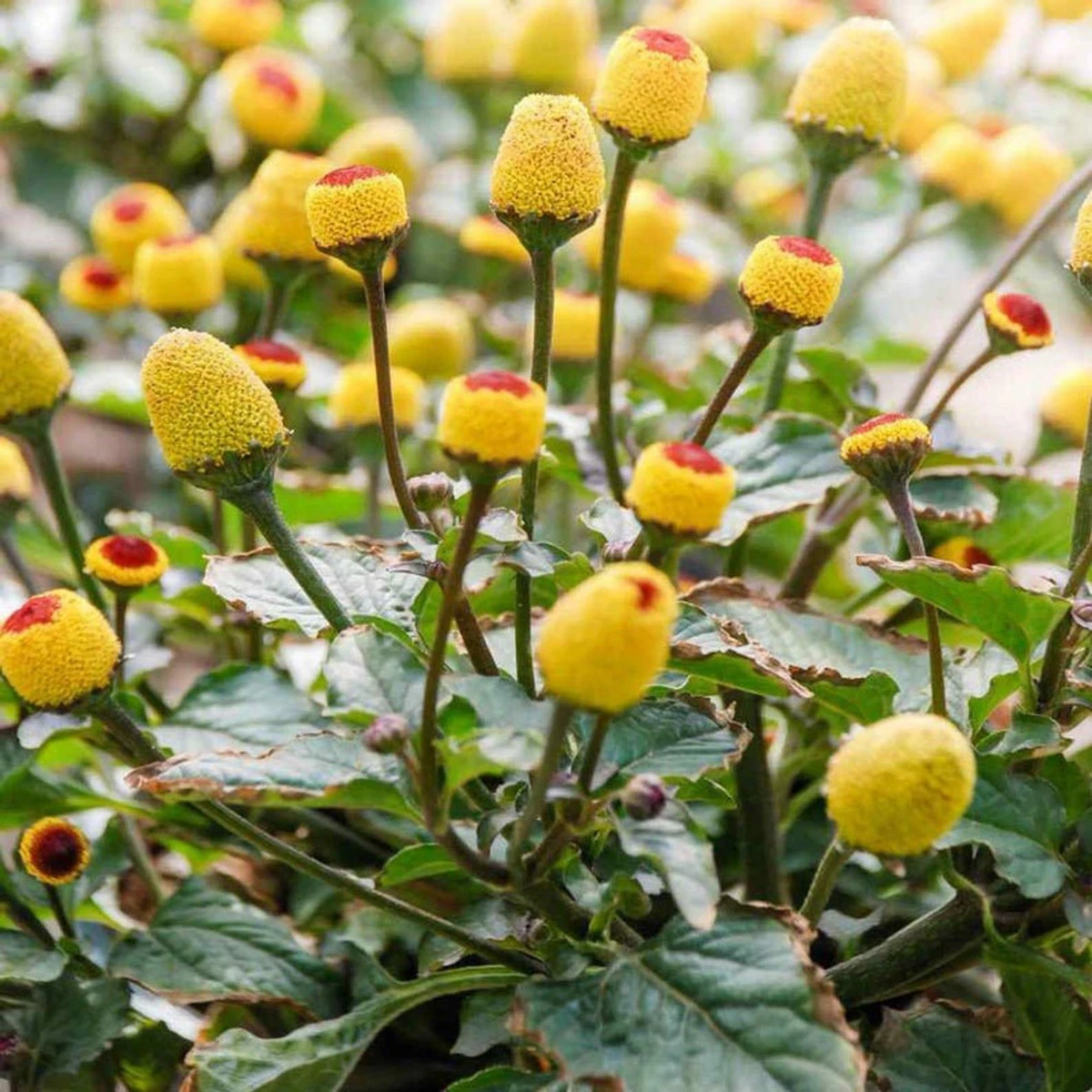 Toothache plant online