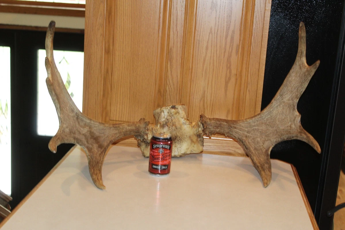 Antler bone hot sale