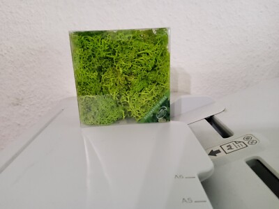 Dekorationsmoos Grün Home Accents
