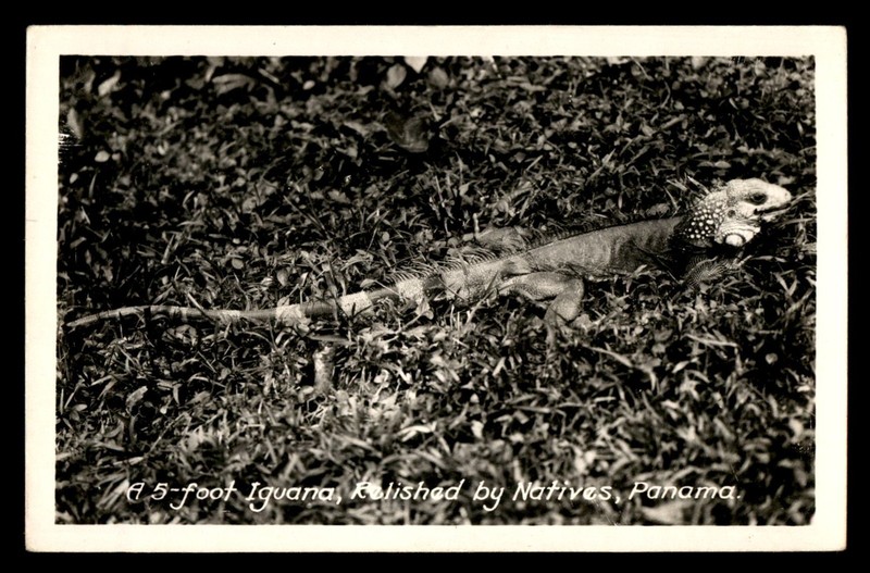 Mayfairstamps Panama a 5 foot iguana Post Card aaz_91125