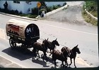 VINTAGE LOT of 48Chuckwagon Horses Cattledriv , 35mm KODOCHROME SLIDES,  1990's.