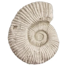 Seashell Fossil Wall Art Beige Made by House Parts Inc Atlanta Home Decor 10.5"