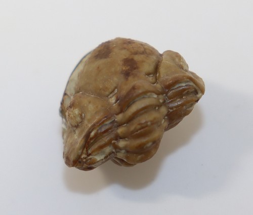 Trilobit, Kainops raymondi, Devon, Formazione Haragan, Oklahoma, USA -k877 - Foto 5 di 8