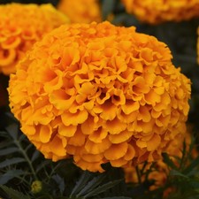 Marigold African F1 Marvel Orange | Colourful Flowering Bedding Plants