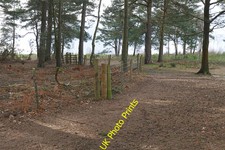 Photo 12x8 Atop Richochet Hill, Ash Ranges Ash/SU8951 The pine woods by t c2016