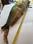 Mahi-Mahi 48” GIANT Stuffed Toy Plush Pillow TreeHouse Kid Large Jumbo Fish — photo 7