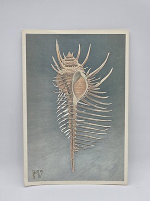 Vintage United Airlines First Class Menu Helen de Werd Seashell Art 7.5x11
