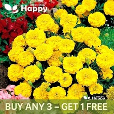 FRENCH MARIGOLD - PETITE LEMON YELLOW - 350 SEEDS - Tagetes patula nana - FLOWER