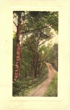 Beautiful View of A Narrow Unpaved Road Full of Trees 1912 Postcard