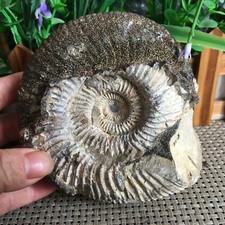 900g Naturally unpolished conch specimens from Madagascar  mn156