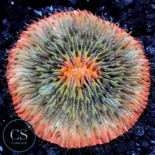 CS ULTRA RAINBOW PLATE CORAL - WYSIWYG LIVE CORAL