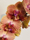 Phalaenopsis Orchid NOID Taiwanese Species Extremely Rare Plant Mutated!!! — photo 2