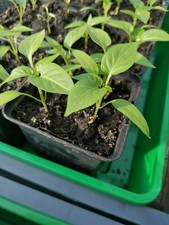 10 Blockpaprika Sätzlinge Jungpflanzen rote Früchte