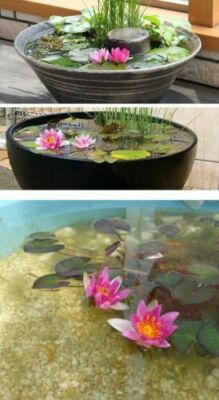 Seerose Rose arey winterfeste frostharte blühende Teichpflanzen Schwimmpflanzen!