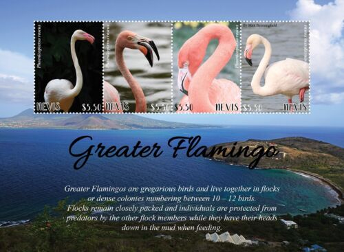 GREATER FLAMINGO Foglio francobollo Wading Birds #21 (2021 Nevis) - Foto 1 di 1