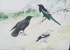 Crow/Magpie/Clarke Nutcracker, R. Bruce Horsfall 1921, Magic Lantern Glass Slide