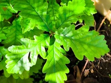 Luxury White Truffle Oak tree year 2-3 inlculated with Tuber Magnatum mycelium