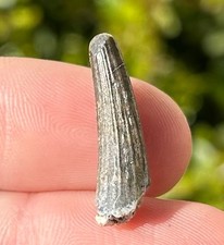 Suchomimus Dinosaur Tooth Fossil Theropod from Niger Spinosaurus Relative
