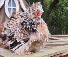 Silkie Hatching Eggs 6 Calico Showgirl Frizzle NPIP  AI