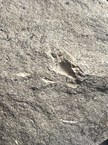 Rare Unprepared Crab in Nodule Cretaceous Age From Vancouver Island Canada - Picture 5 of 6