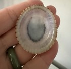 Opihi Limpet Seashell Molokai Hawaii Hand Picked and Sanded. — photo 4
