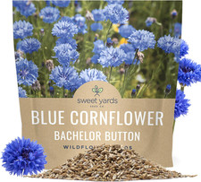 Blue Cornflower Seeds   Bachelor Buttons   Extra Large Packet   over 5,000 Open