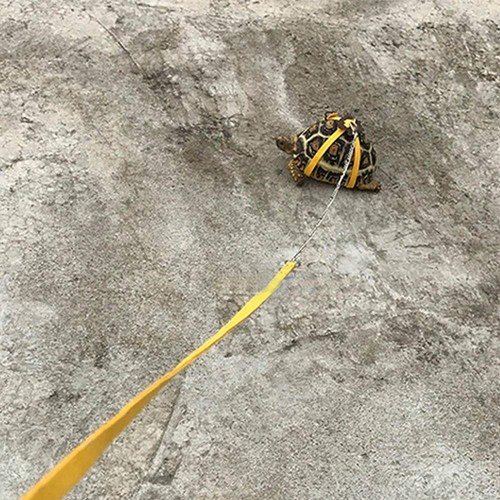 Pet Tortoise Turtle Leather Harness Strap Chest Collar Walking Lead Control Rope - Picture 3 of 18