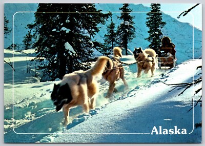Arctic Dog Sled at 56° Below Zero (6 X in) Postcard 9288