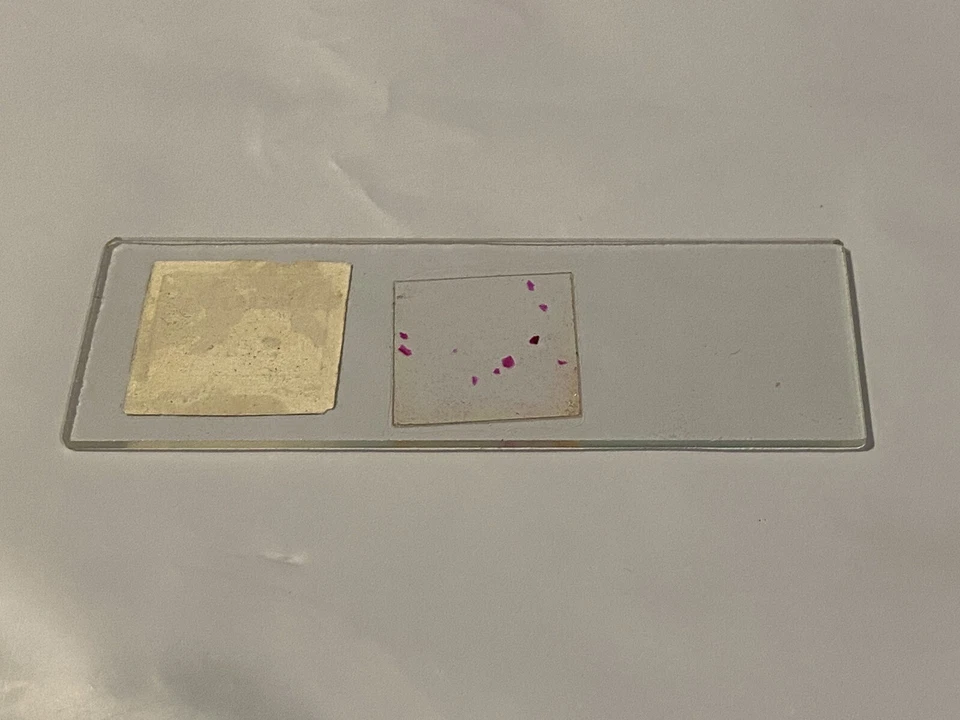 2 Лот старинный микроскоп образец слайды: Panya волокна и бабочка весы (Япония) - Изображение 4 из 4