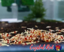 20+2  Crystal Red Shrimp CRS (Mixed Grade S-SSS) - Live Guarantee - USA Stock