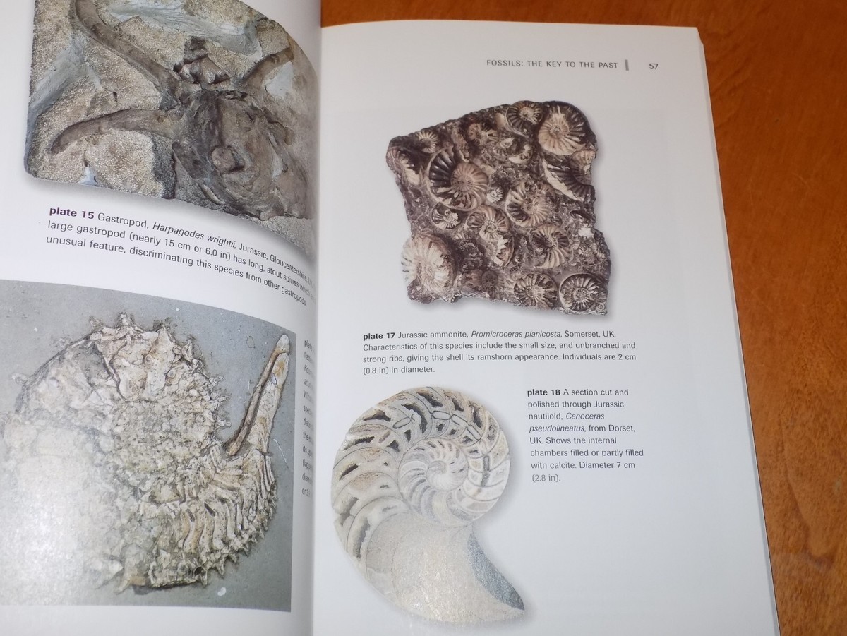 Fossils : The Key to the Past by Richard Fortey (2002, Trade