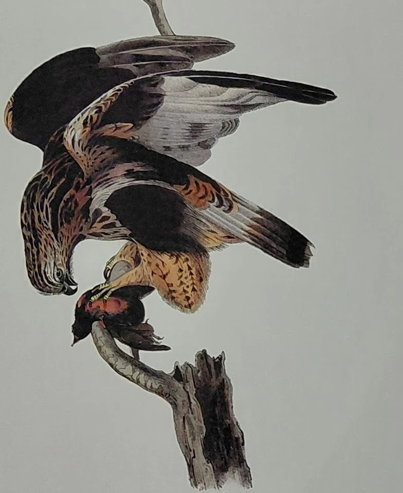 2 Audubon Octavo Birds 1ª Ed. Impresión de libro Red Buzzard Pl 9 & Rough Buzzard Pl 11 Foto 2 de 4