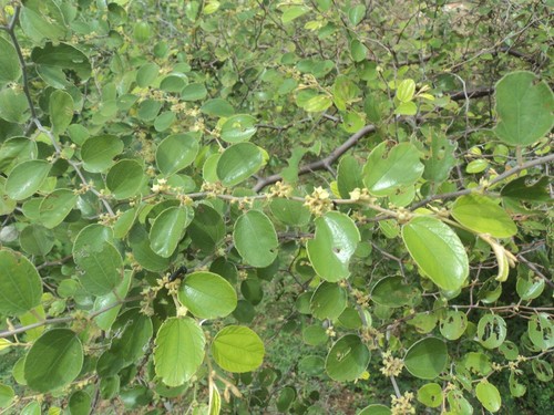 Ziziphus mauritiana, Ziziphus jujuba 5 PCS fresh seeds, fruit seeds, organic - Picture 2 of 5