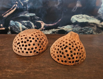 1x Bell Cup gelocht Halbschale 5-8cm Garnelennuß Höhle Garnelen Krebse Aquarium