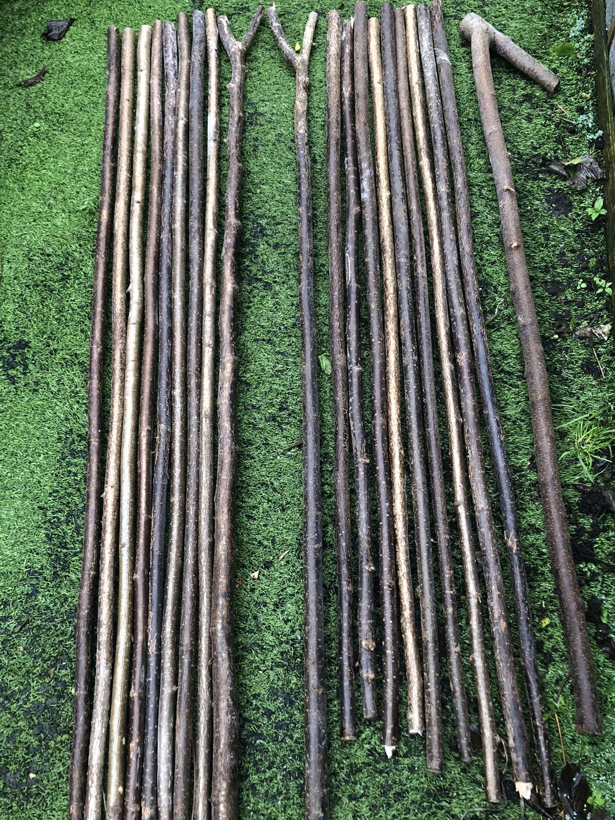 hazel walking stick shanks eBay