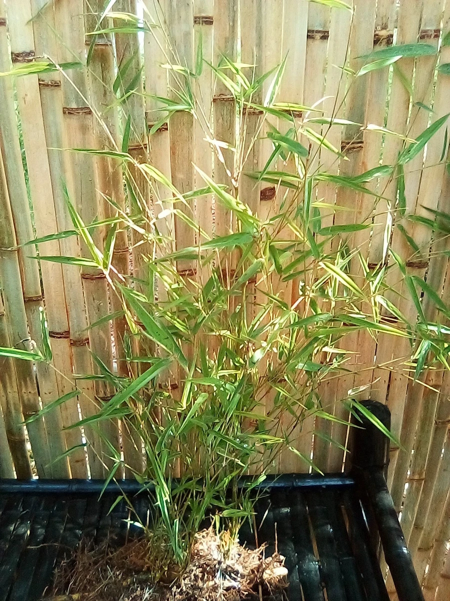 Giant Bamboo Bamboos for sale | eBay
