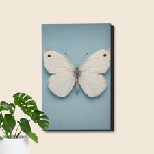 Wall Art Canvas a Single Butterfly with Pale White Wings Lightly Speckled with 2