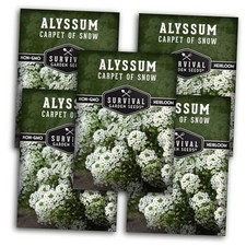 White Alyssum Seeds for Planting - Sweet Carpet of Snow Alyssum Flowers - 5