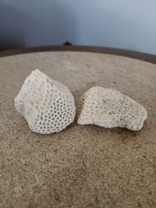 Vintage Fossilized Coral Lot Of 2 Pieces