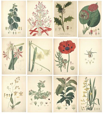 Tropical Botanical Illustrations 1821 Orchidee Familie Vintage Flower Prints Poster