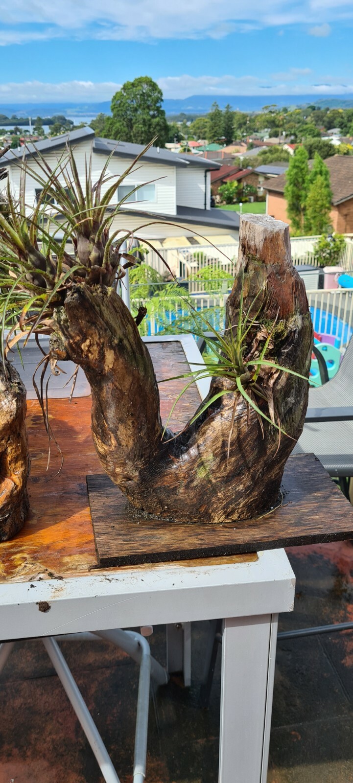 bonsai trees for sale eBay