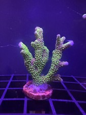 Live Coral Montipora Digitata Neon Green 3/4"