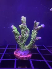 Live Coral Montipora Digitata Neon Green 3/4"+