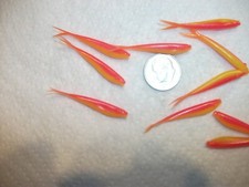 200-1 1/2"-CRAPPIE-PANFISH-MINNOWS-GRUBS-jigs-split tails-flukes-lures-scented