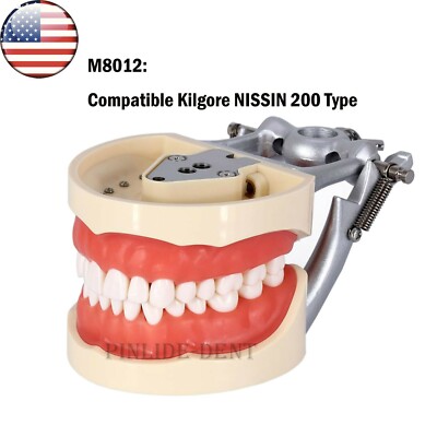 Typodont Dentaire Avec Dents Amovibles - Compatible Kilgore NISSIN 200/500 Type US - Modèle D'entraînement Pour Dentistes