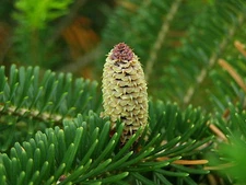 Abies fraseri FRASER FIR Tree Seeds!