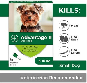 flea control for small dogs