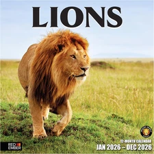 Lions 2026 Wall Calendar 12 Month | 12" X 24" Open | Thick & Sturdy Paper | Holi