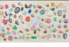 japanese sea glass Surf-Tumble Shell  Sea Glass  small