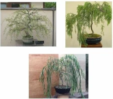Bonsai Willow Tree Bundle - 3 Large Trunk Bonsai Tree Cuts - Exotic Bonsai